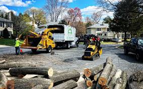 Reliable Concord, VA Tree Care Solutions