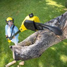 How Our Tree Care Process Works  in  Concord, VA
